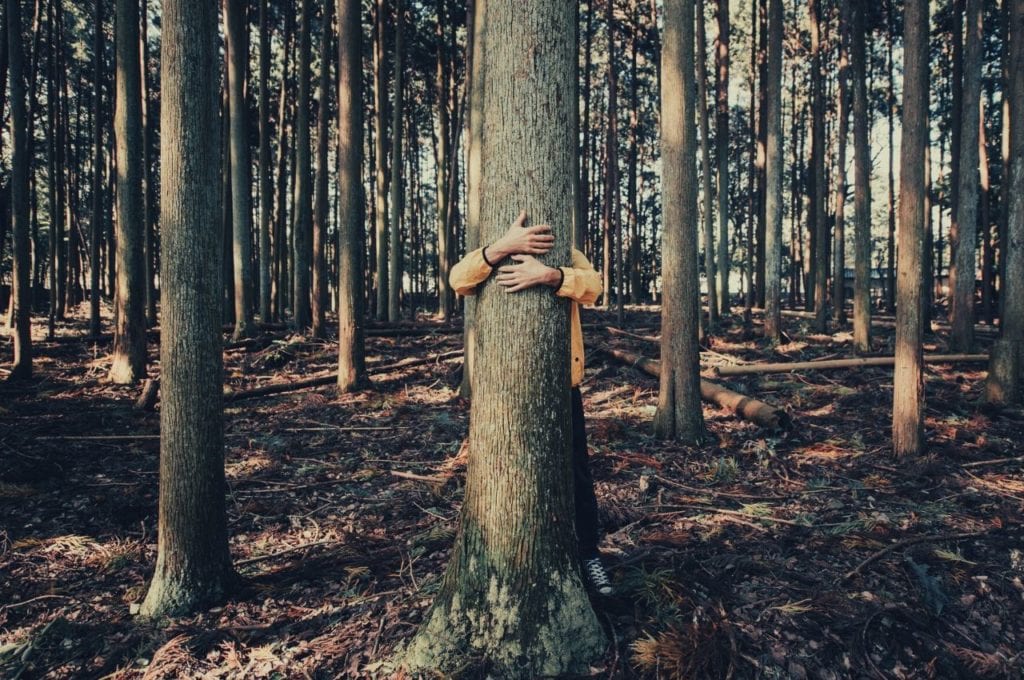 A child hugs a tree in the forest