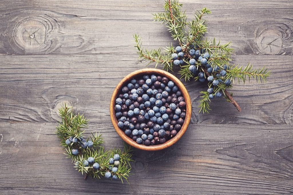 Juniper berries on table ready to consume.