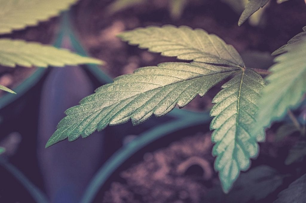 A close up of cannabis seedling leaves.