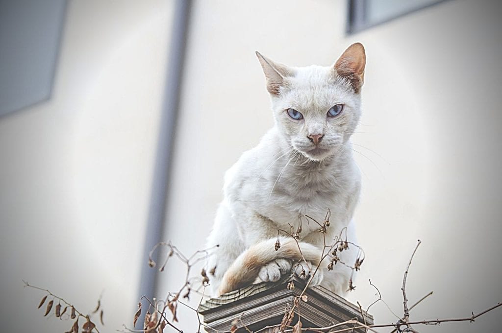 Love in the Time of Cannabis: Dating Difficulties for Cannabis Users | Sex | My Supply Co. A judgmental cat stares at the camera.