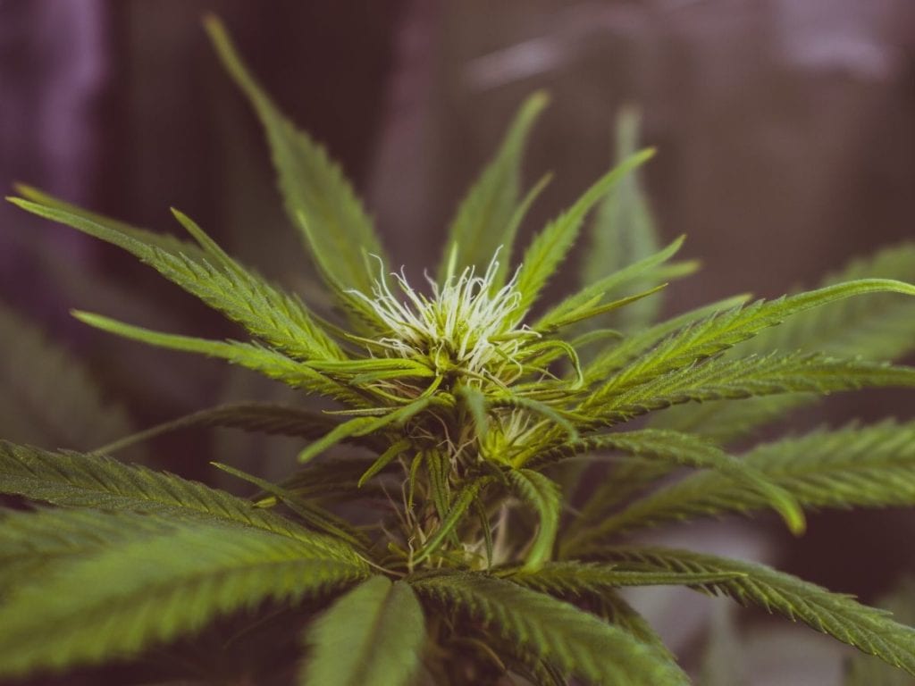 A close up of a premature cannabis flower