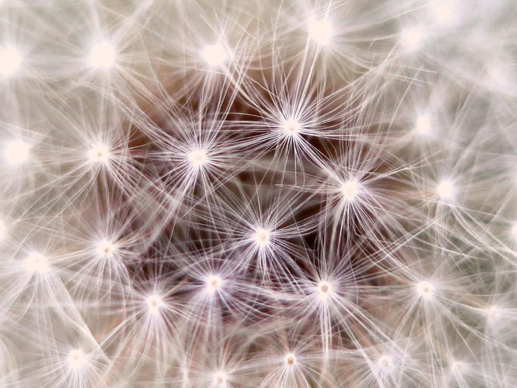 A close up of a dandelion conceptualising systems.