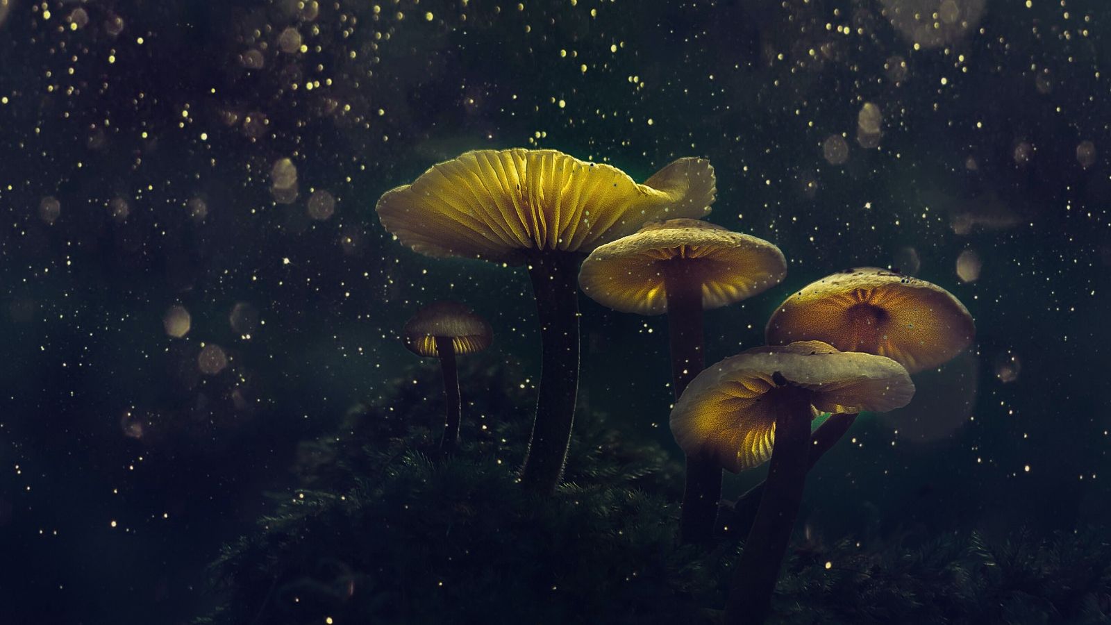Luminescent magic mushrooms against a starry sky.