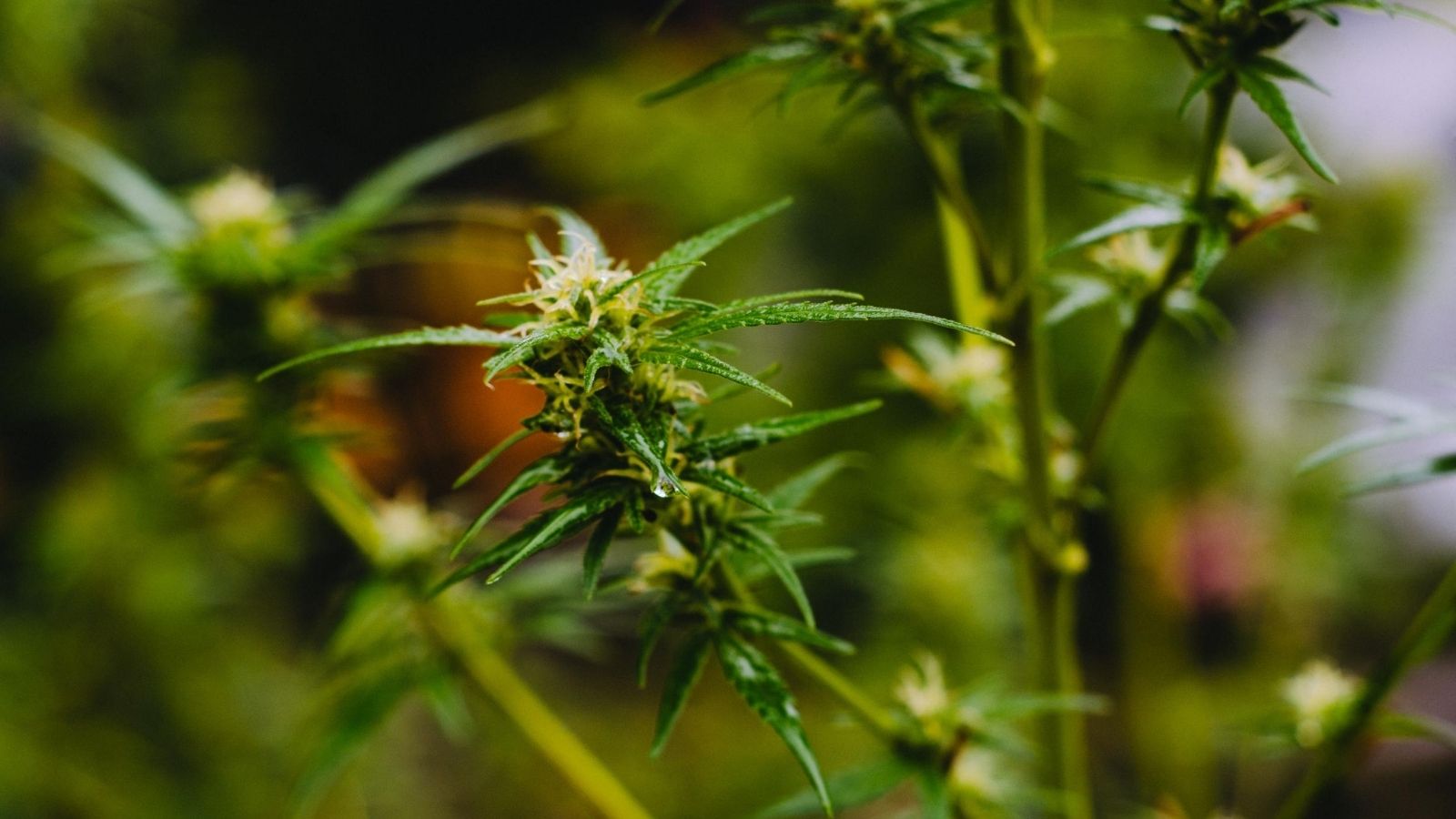 Close up of an immature cannabis flower.