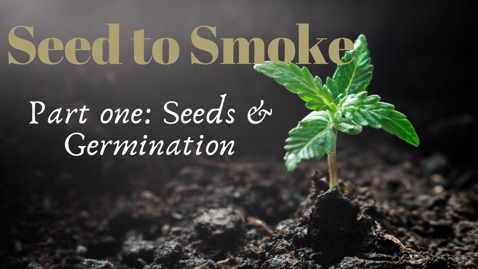Seed to smoke part one header