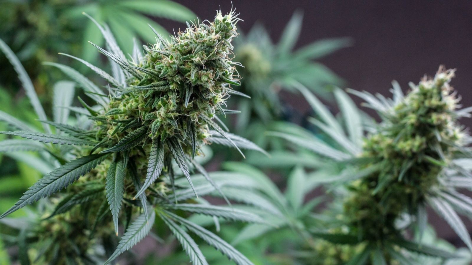 Cannabis flower buds up close