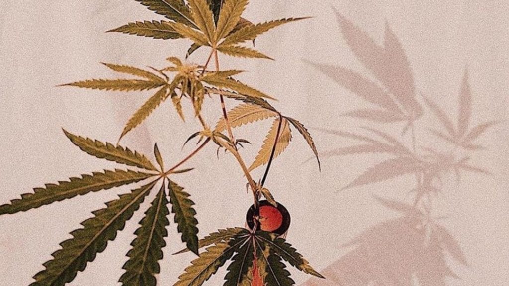 A cannabis plant in a red vase