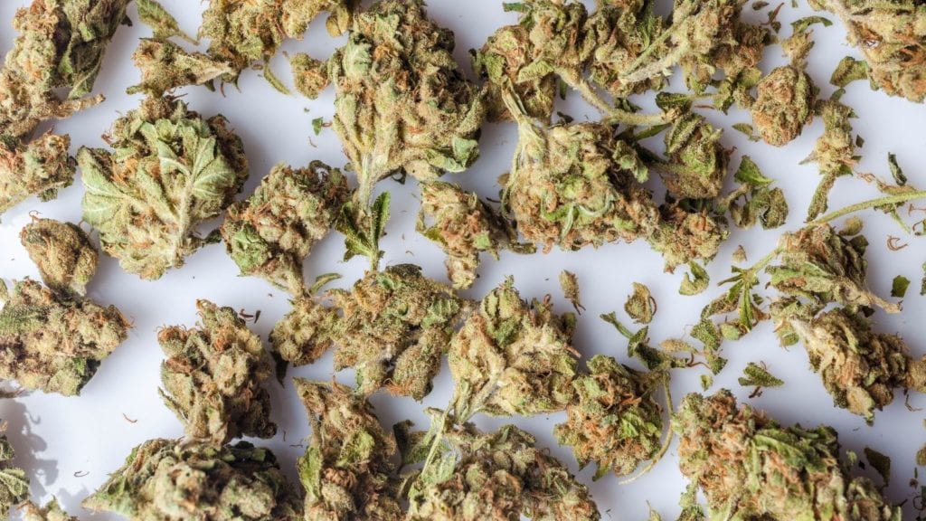Cannabis is laid out for drying and curing
