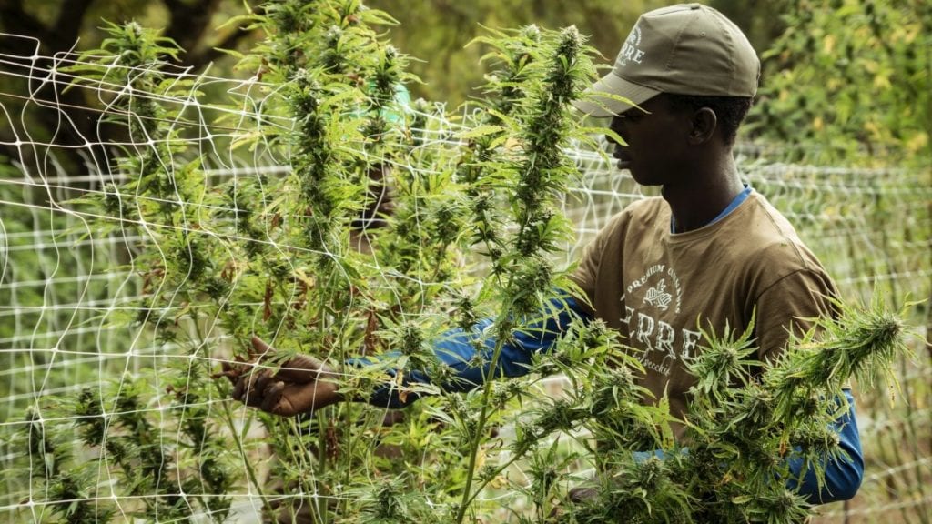 A man handles cannabis plants ready for harvest