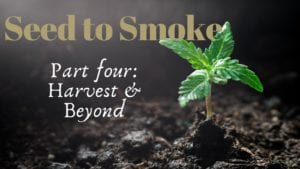 Seed to smoke harvest and beyond part 4 header