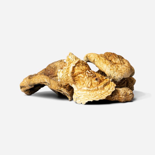 Consciously Curated Golden Teacher Magic Mushroom | My Supply Co.