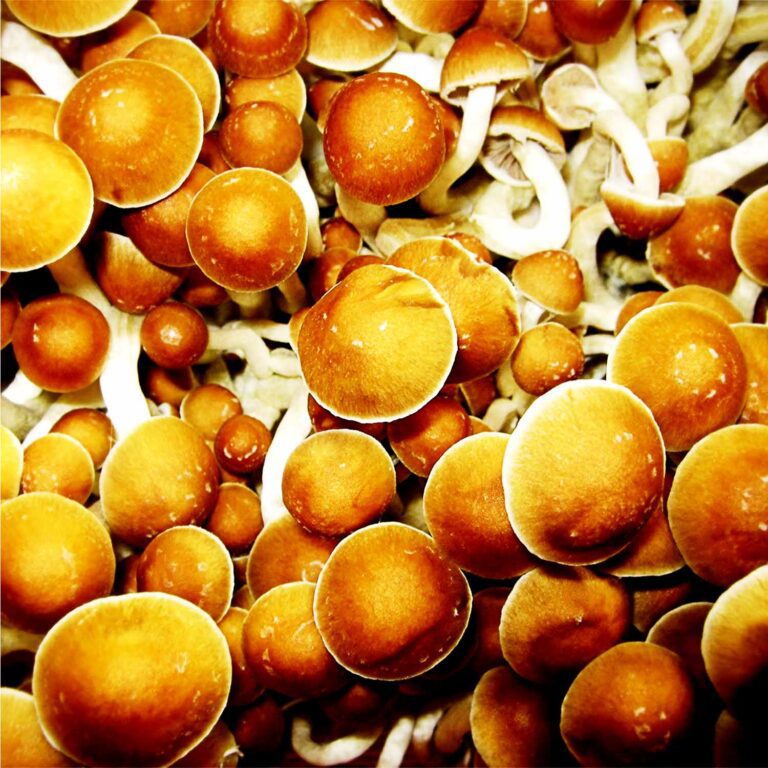 Image of Psilocybin Mushrooms for The Ultimate Dosage Guide For Magic Mushrooms