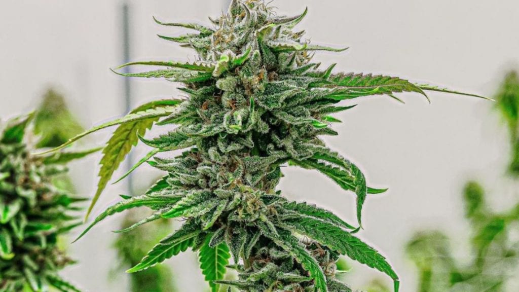 How to Choose Between Full-Spectrum, Broad-Spectrum, & Isolates | Cannabis 101 | My Supply Co. A close up of a growing cannabis flower.