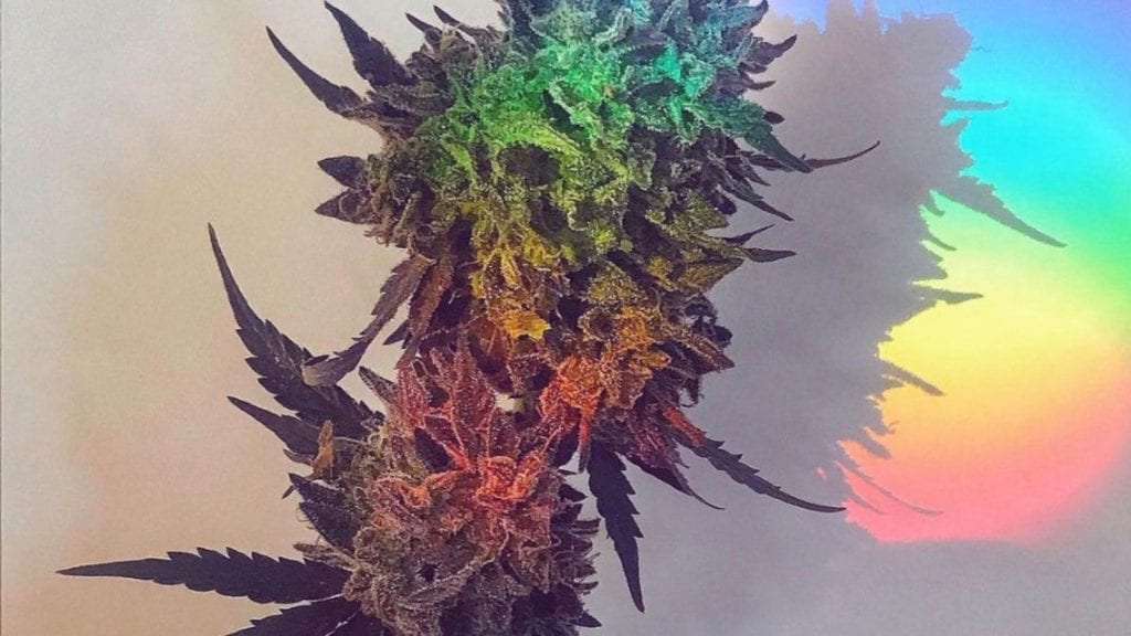 The full spectrum of the rainbow comes shining through a prism onto a cannabis flower for an article on How to Choose Between Full-Spectrum, Broad-Spectrum, & Isolates