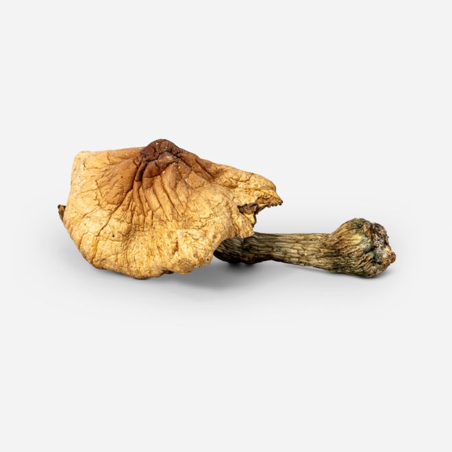 Consciously Curated Golden Teacher Magic Mushroom | My Supply Co.