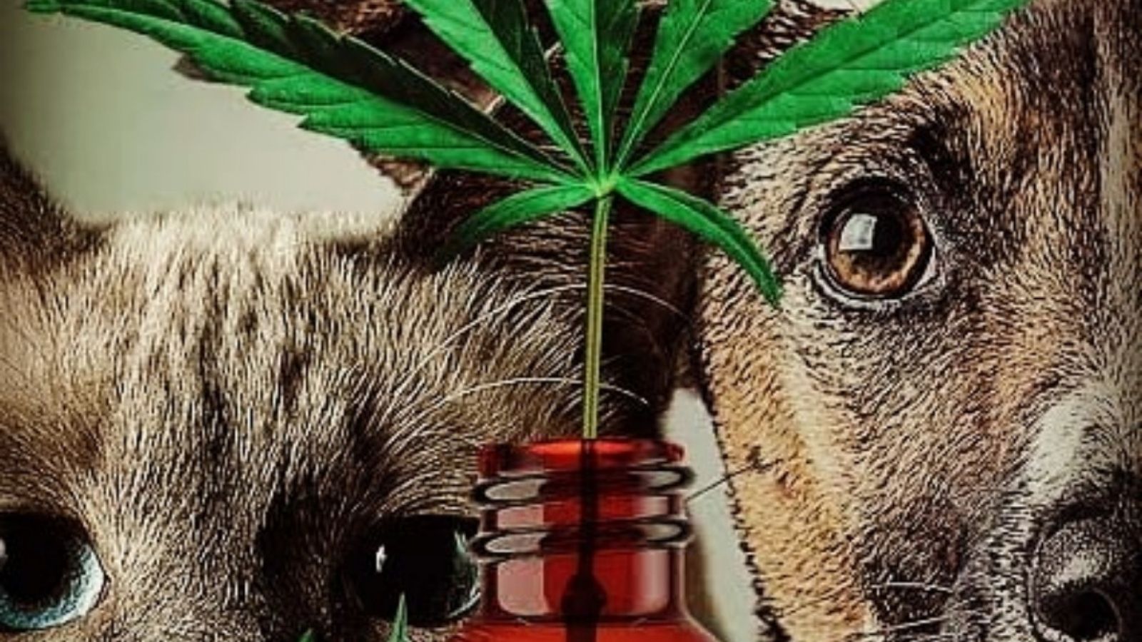 A cat and a dog photographed with a cannabis leaf and tincture bottle