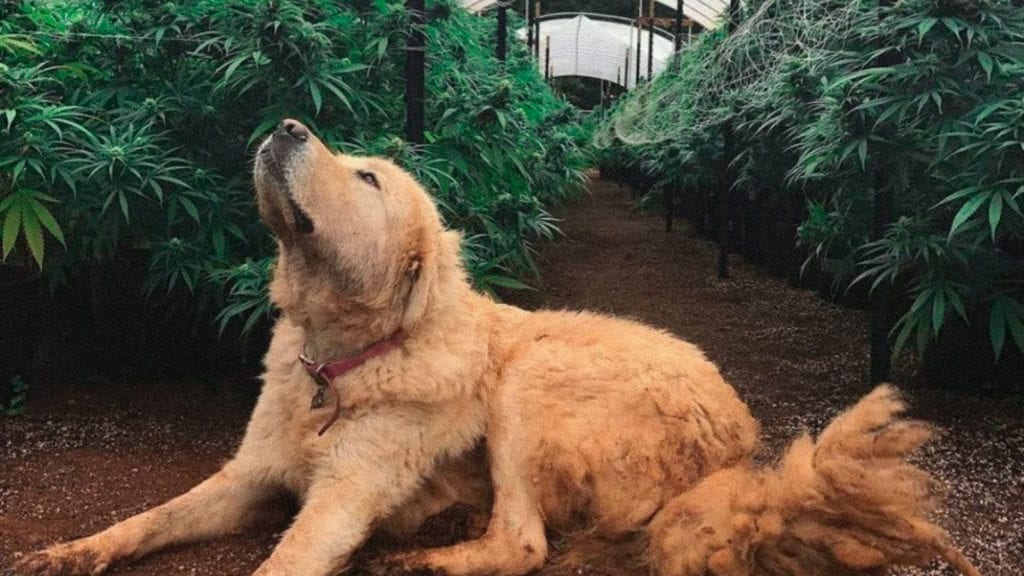CBD For Pets 101 | Cannabis 101 | My Supply Co. CBD For Pets 101 | Cannabis 101 | My Supply Co.