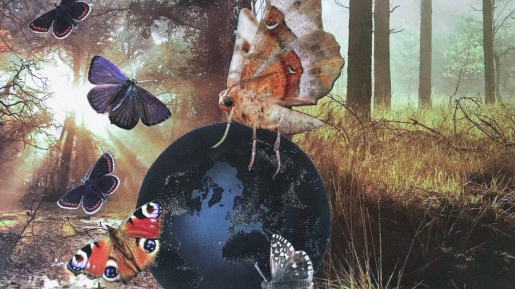 A collage art of a moth sitting on the earth in the middle of a forest. There are butterflies around too.