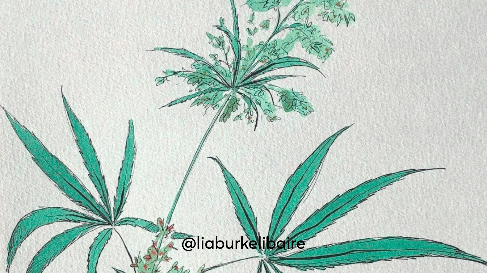 An illustration of a cannabis leaf, flower, and stem.