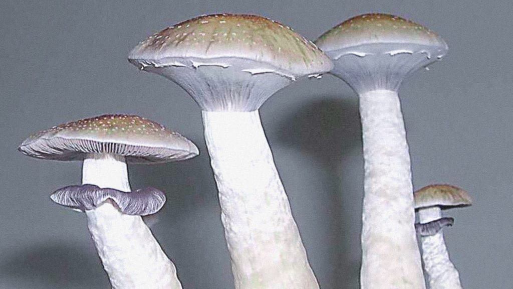A photograph of African Transeki, a magic mushroom strain from the Psilocybe cubensis species