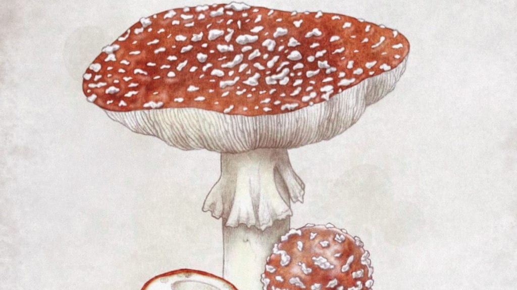 An illustration of an Amanita muscaria mushroom.