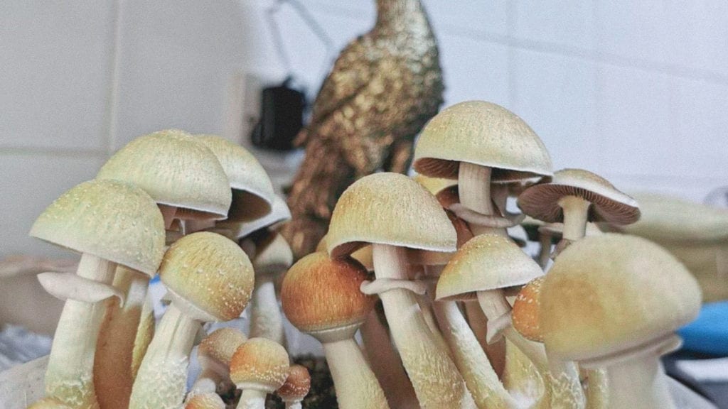 A close up of Amazonian Cubensis, a magic mushroom strain from the Psilocybe cubensis species