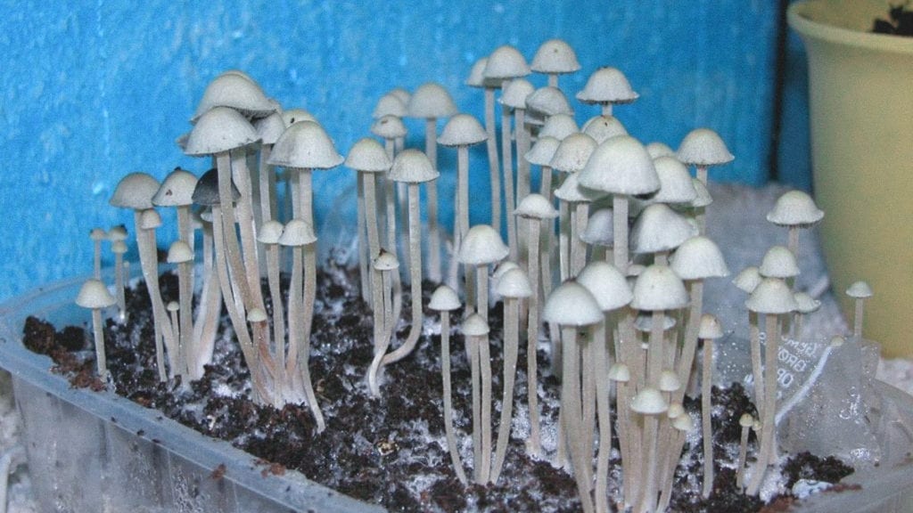 Blue Meanies, a magic mushroom strain from the Panaeolus cyanescens species, growing in a grow tub.