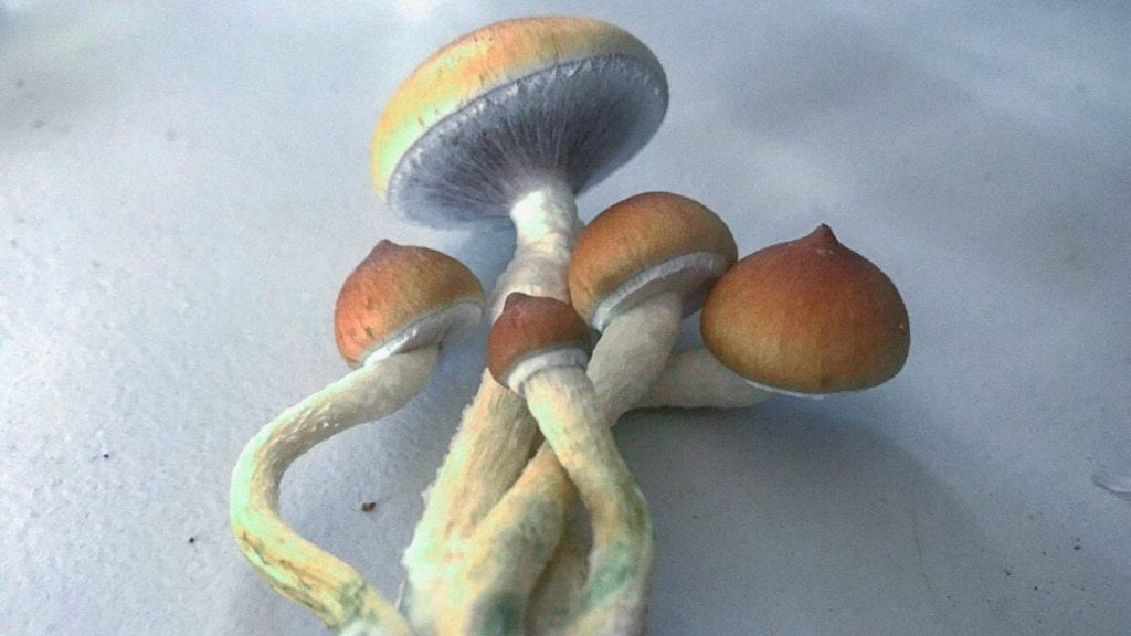 A close up photograph of Golden Teacher magic mushrooms