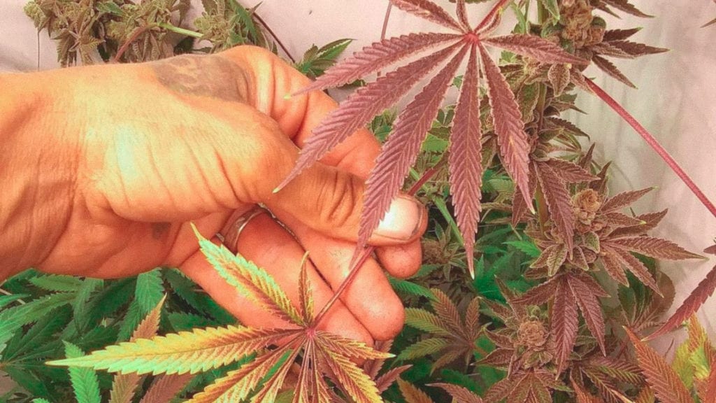 An image of a person holding a cannabis plant with large leaves and flowers.