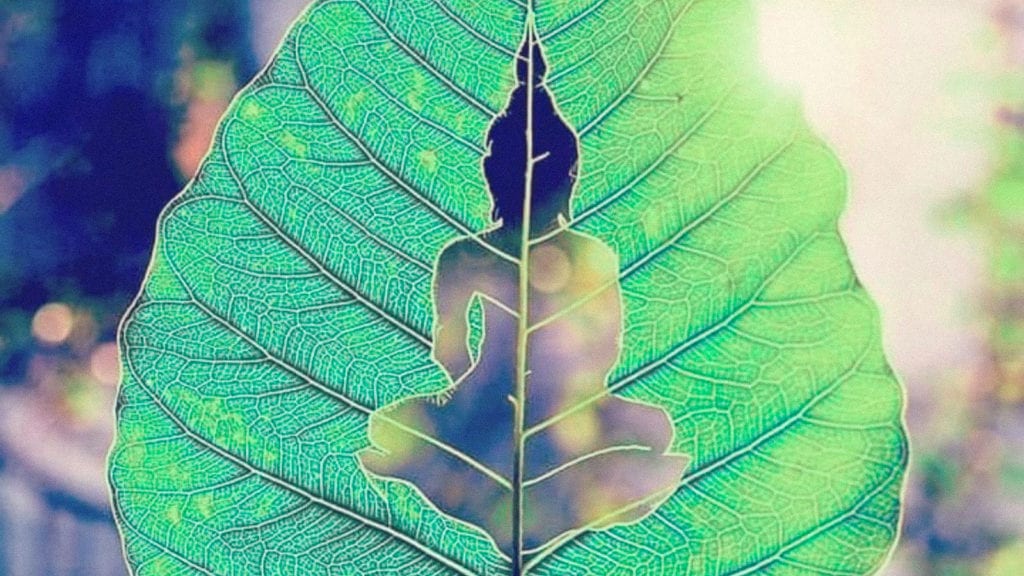 The shape of buddha cut out of a leaf with light shining through.