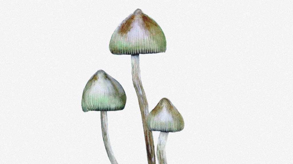 An illustration of liberty caps magic mushrooms