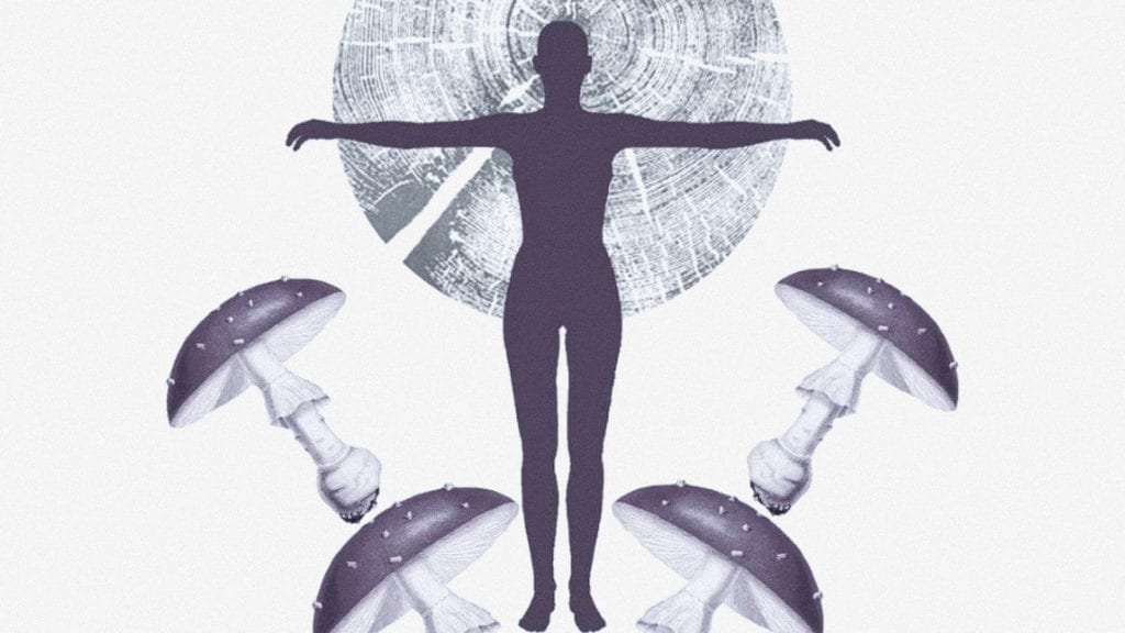 Magic Mushrooms Have an Entourage Effect Too | Magic Mushrooms 101 | My Supply Co. Magic Mushrooms Have an Entourage Effect Too | Magic Mushrooms 101 | My Supply Co.
