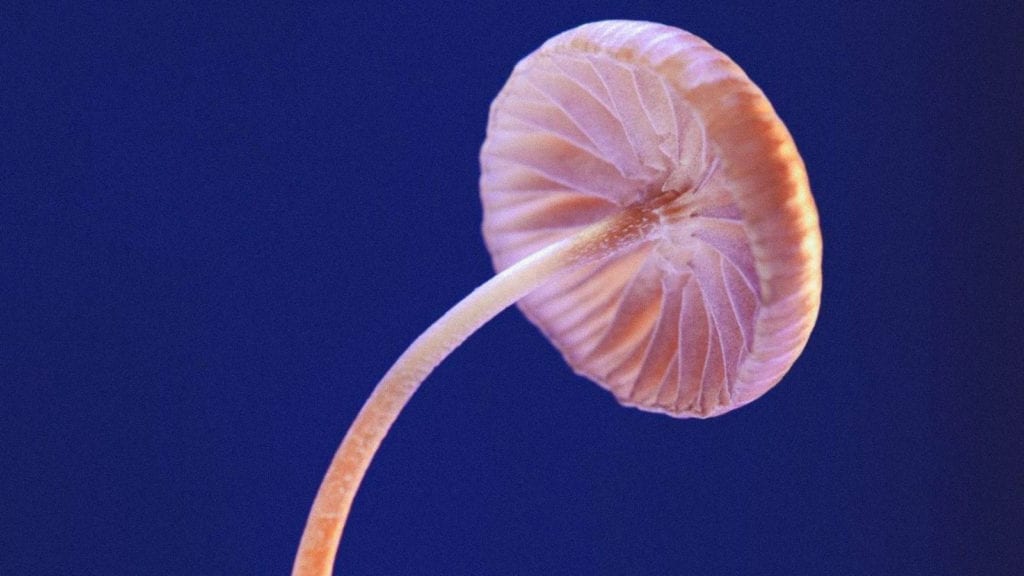 A close up of the underside of a Psilocybe mexicana magic mushroom