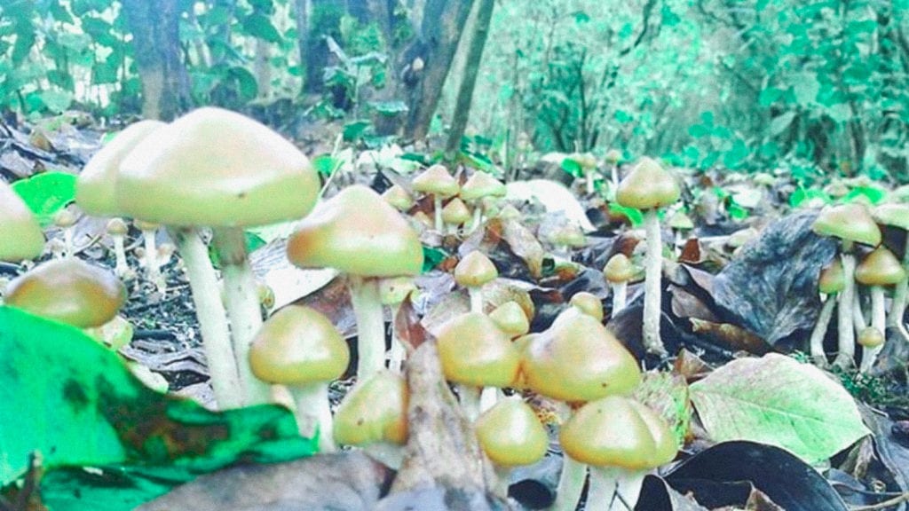An image of Flying Saucer Mushrooms, a magic mushroom strain from the Psilocybe azurescens species, in the forest.