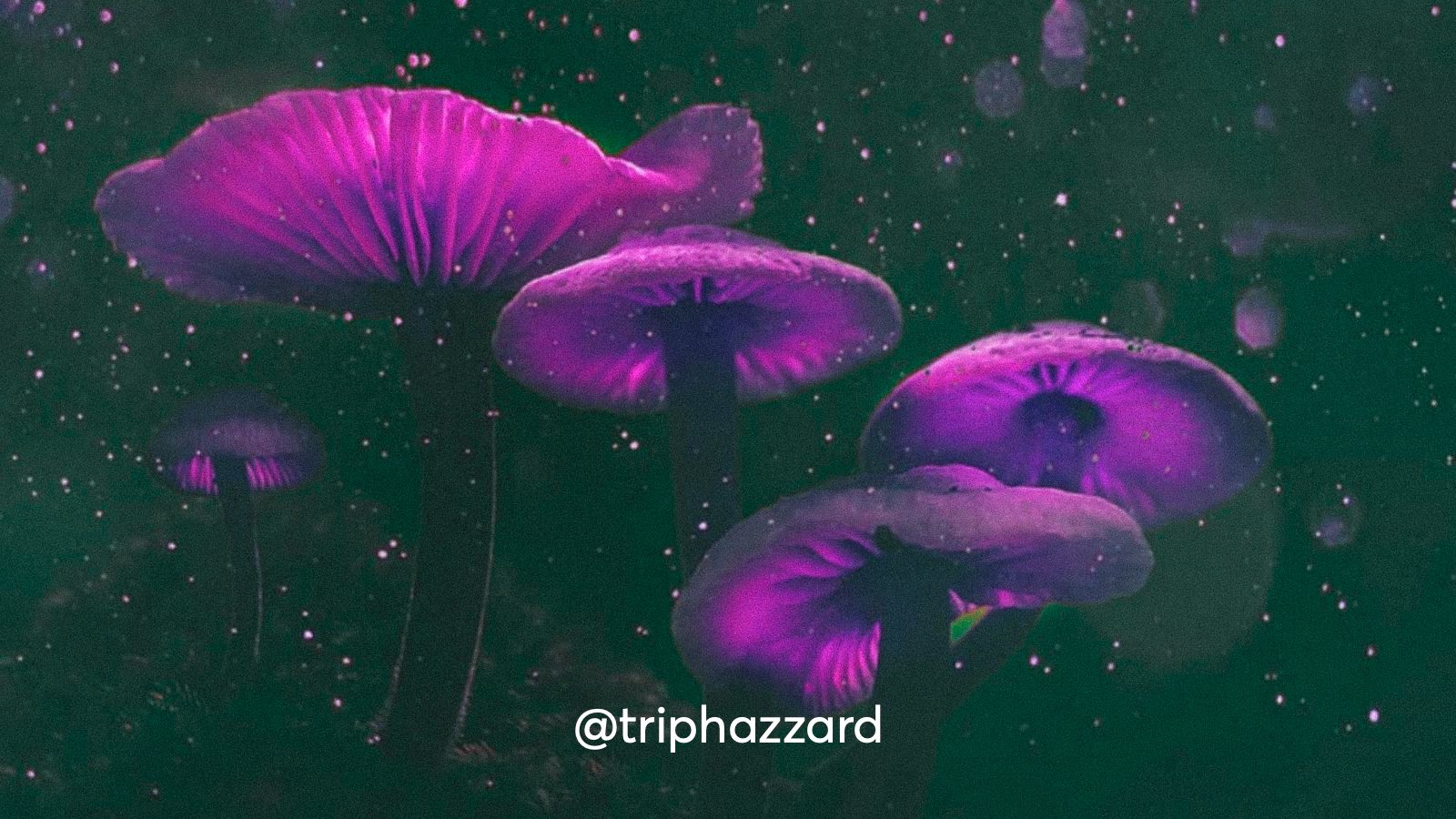 A piece of digital art depicting purple magic mushrooms in a starry sky.
