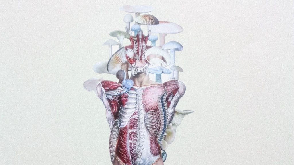 Is it Safe to Mix Magic Mushrooms With Antidepressants? | Magic Mushrooms 101 | My Supply Co. A digital collage art of a human body with different magic mushrooms growing from out of it.