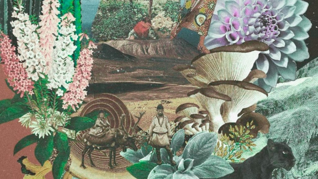 The Magic Mushroom Mystery of Wood Lover’s Paralysis | Magic Mushrooms 101 | My Supply Co. The Magic Mushroom Mystery of Wood Lover’s Paralysis | Magic Mushrooms 101 | My Supply Co.