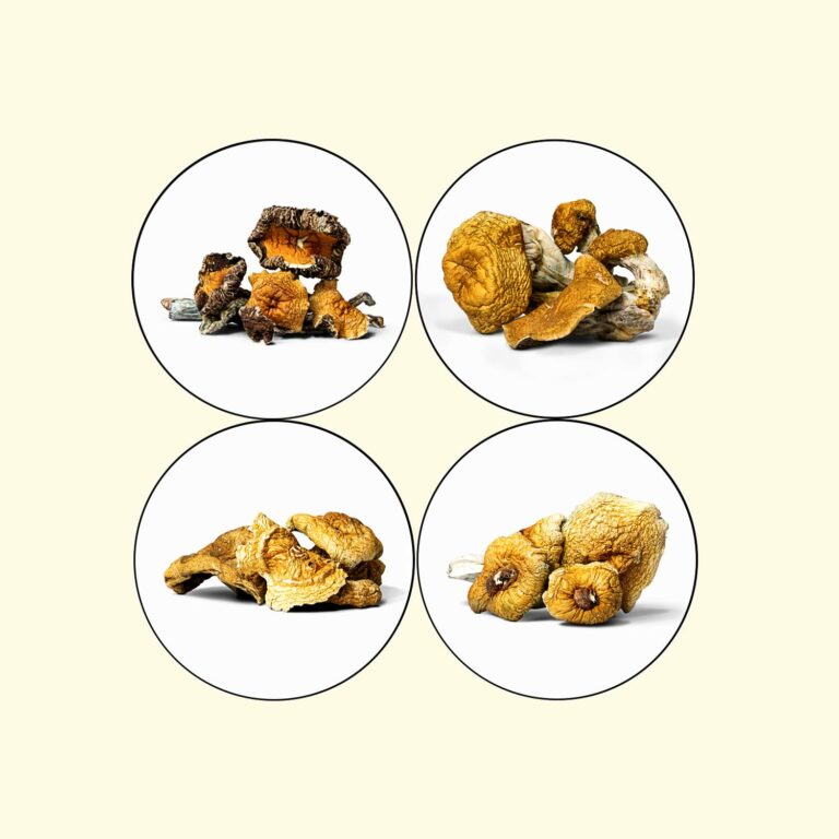 Image of Psilocybin Mushroom Strains for article on How to Choose a Mushroom Strain & How to Use Them Therapeutically