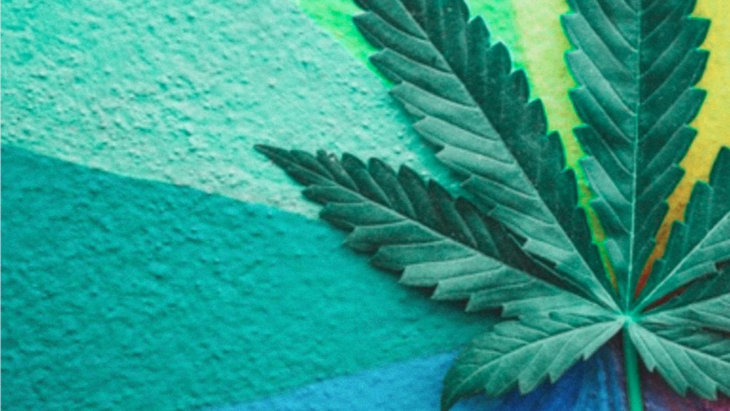 A photograph of a cannabis leaf on a rainbow background wall. 