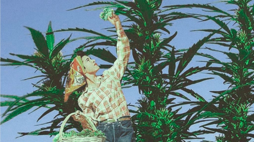 A collage art of a woman picking cannabis buds off a cannabis plant with the sky in the background.