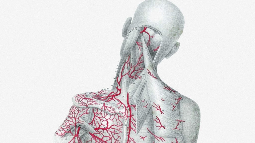 An illustration of a deep dissection of the human back and neck showing the vasculature of that area. 