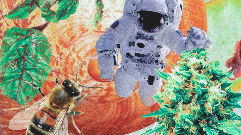 A collage art of an astronaut selecting a cannabis bud.