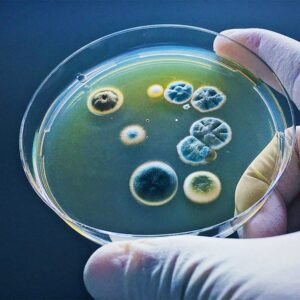 An Image of Penicillin in a Petri Dish for an Article on Magic Mushrooms and Penicillin Allergies