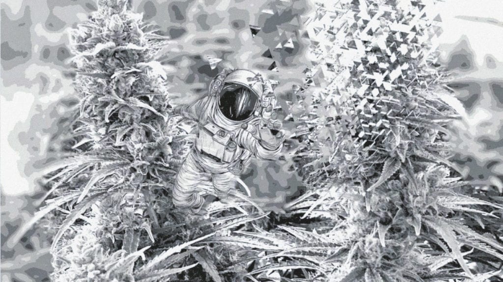 The Weed Hangover: Does it Exist? | Cannabis 101 | My Supply Co. A digital artwork of an astronaut floating between two massive cannabis buds.