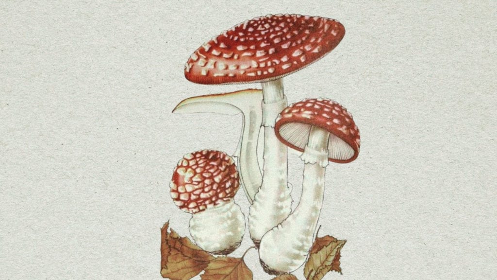 A monograph style illustration of an amanita muscaria mushroom.