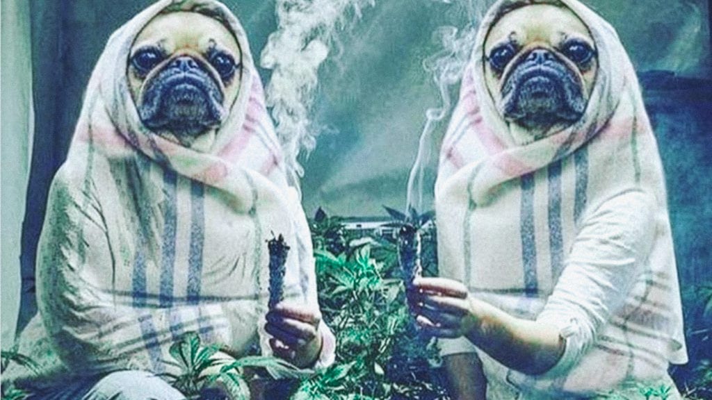 A collage art depicting two ladies with pug faces holding big pieces of sage - a concept of massive joints and a weed hangover.