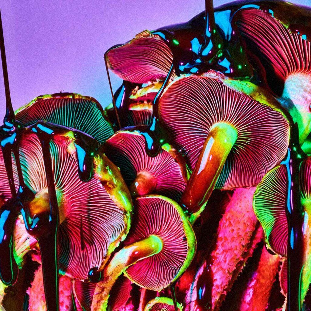 Ominous Image of Psilocybin Mushrooms for Article on the Bad Trip and How to Avoid It