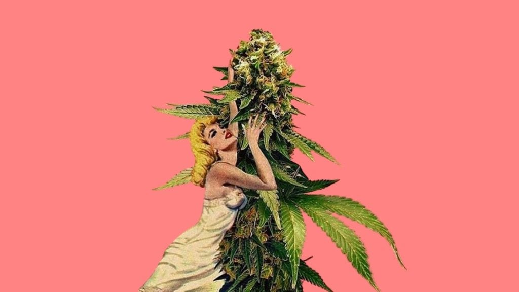 Vintage collage art of a woman swooning against a giant cannabis flower for an article on how to make spiced cannabis milk