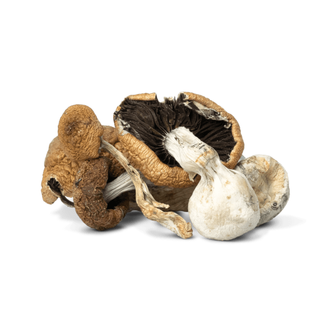 Lizard King Magic Mushrooms
