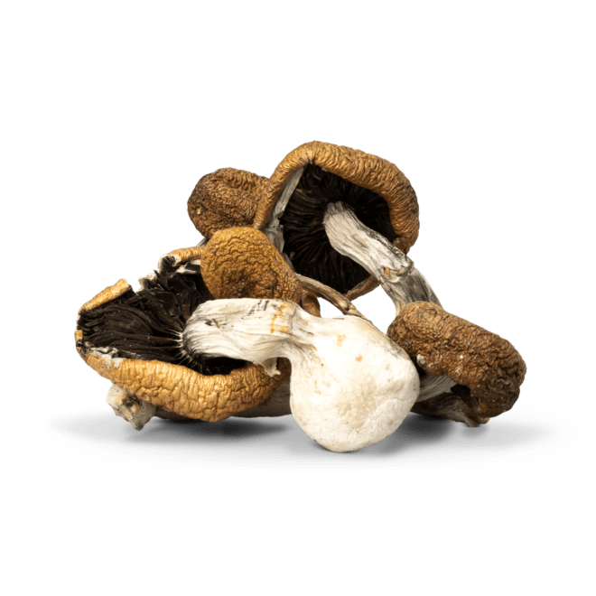 Lizard King Magic Mushrooms